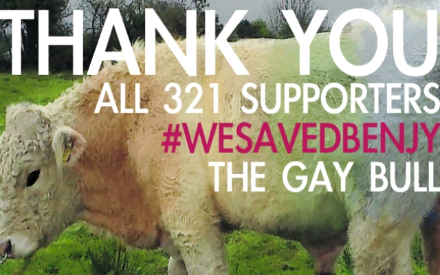 Save Benjy The Gay Bull