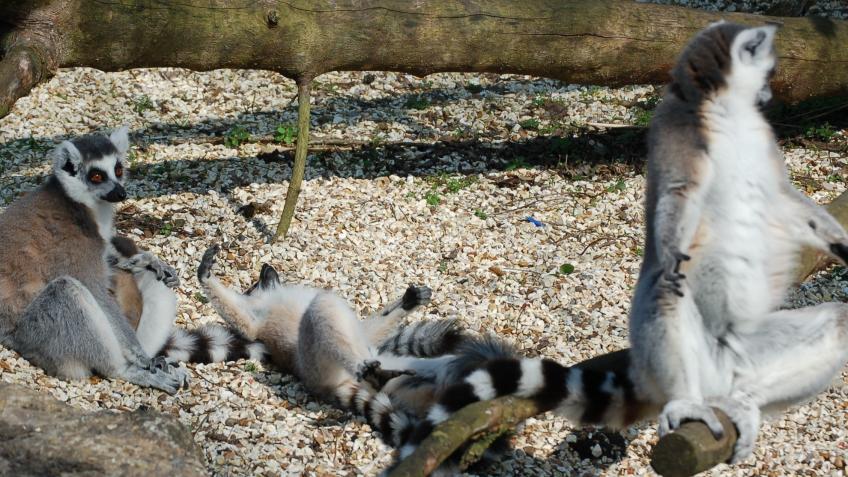 Beale Wildlife Park needs your help and support!