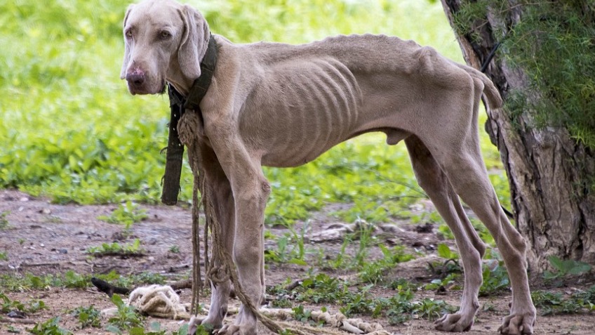 Food For Venezuelan's Dogs