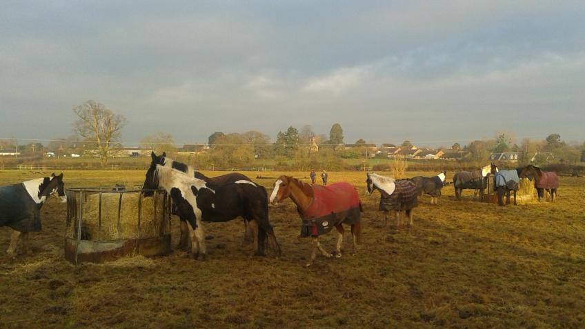 Support the Horses and Ponies at Drakes Farm