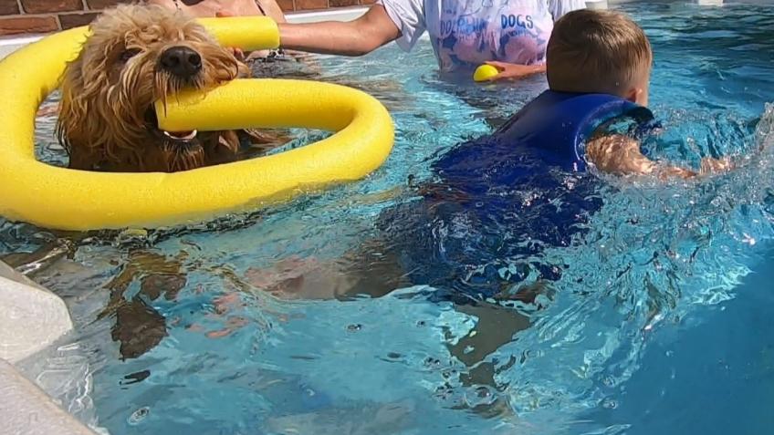 Dolphin Dogs helping people overcome disadvantage