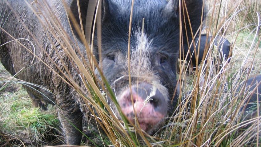 Our smallholding needs your help