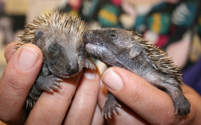 British wildlife rescue