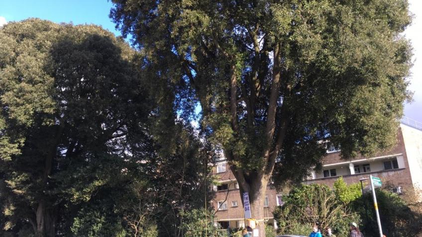 Save the Ashley Down Oak