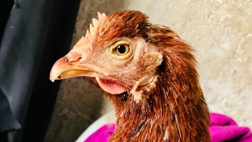 Easter Fundraiser to save Chicken Lives