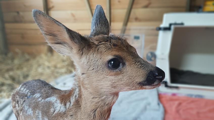 Help our wildlife hospital