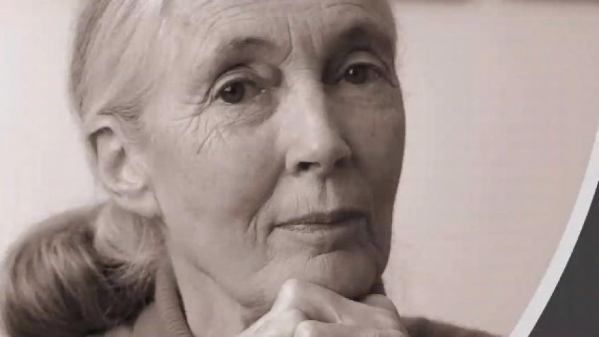 Thank You Donation to the Jane Goodall Institute
