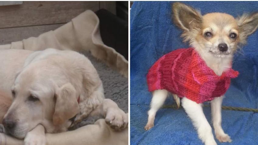 Help with heartbreaking vet bills