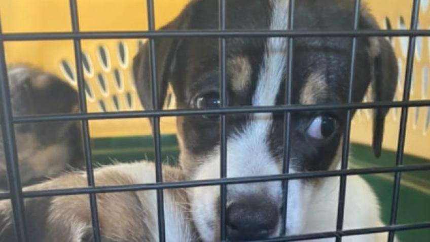 Help us save a potcake puppy
