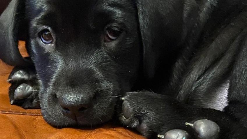 Helpful Hounds Puppies "On Alert" 2021