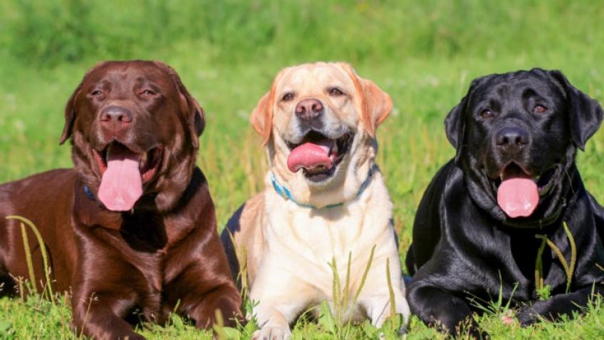 Creating the zoomies rescue & boarding business
