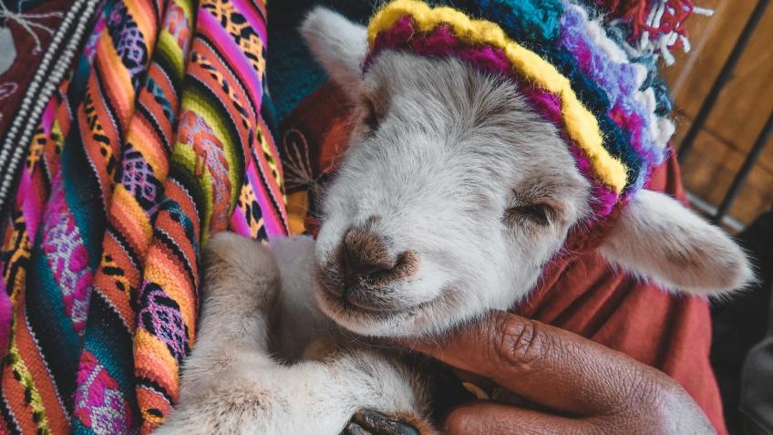 Goats for Ghana!
