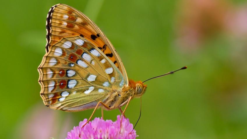 Help save Britain's most endangered species