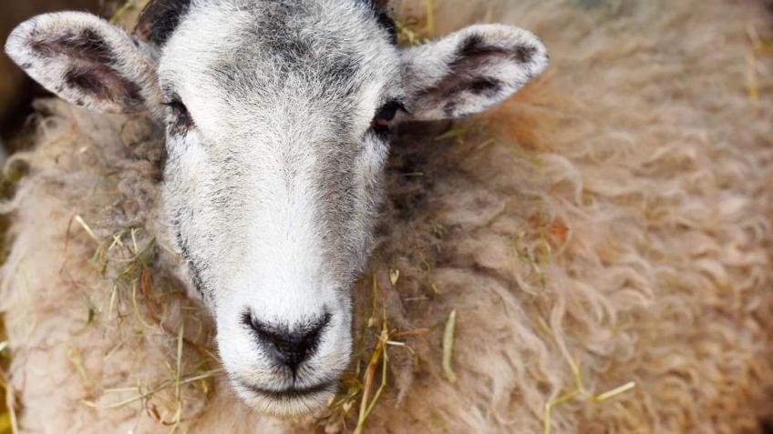 Five Star Shearing, Zero Harming