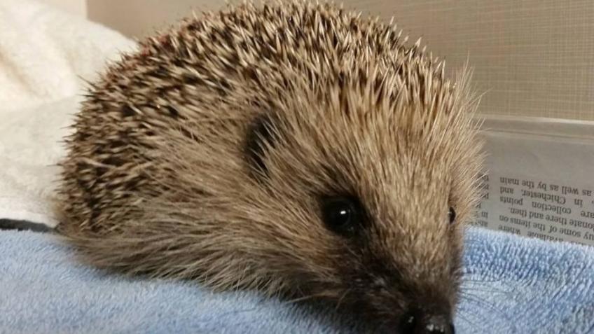 Help Hedgehogs