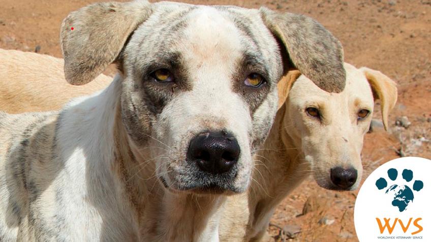 Salvation for the dogs of Sal