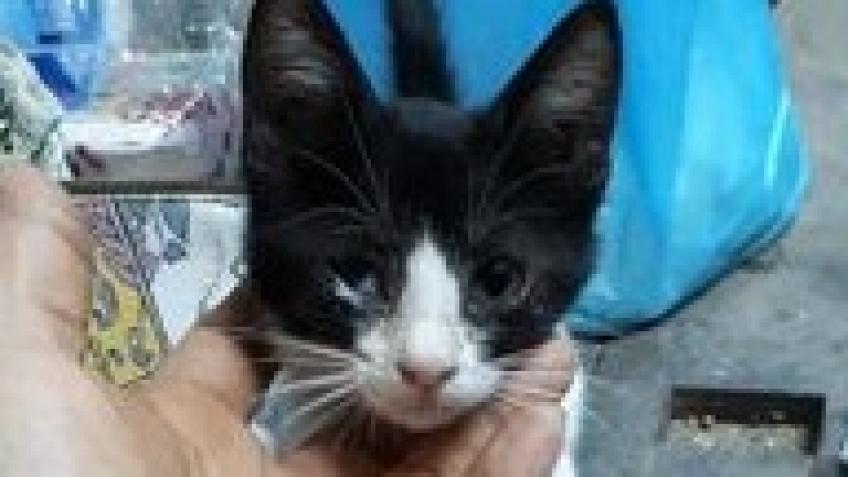 For Scheherazade & Street Cats