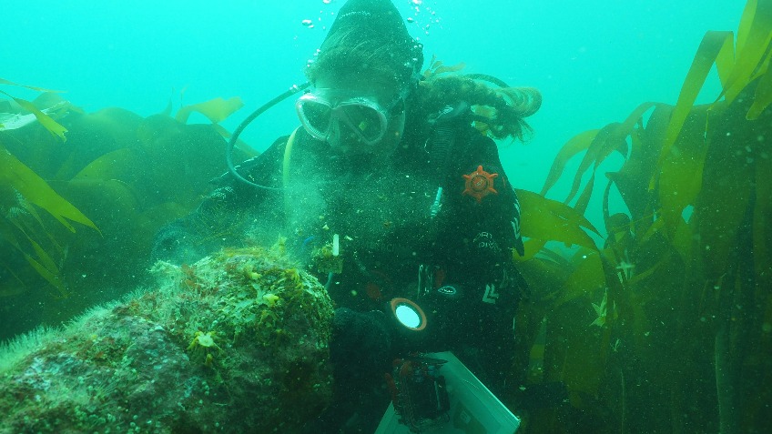 Dive Trail, Gun Rocks, Farne Islands.