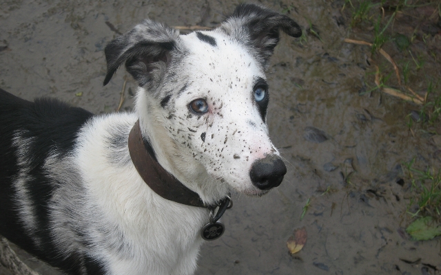 Save Lurcher jak's eyes