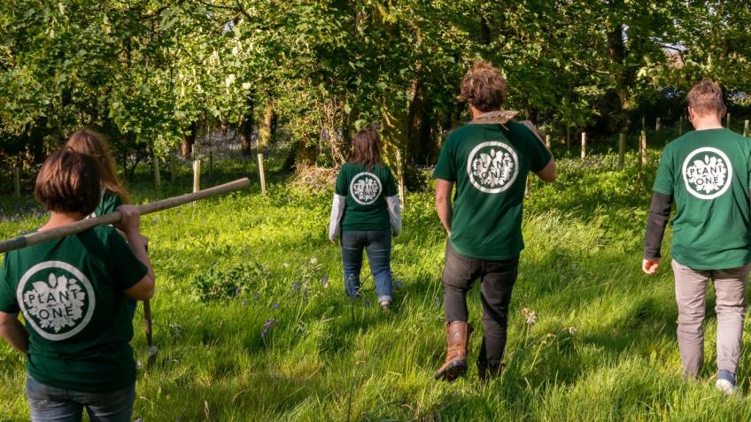 Growing Trees in Cornwall - sowing the seeds