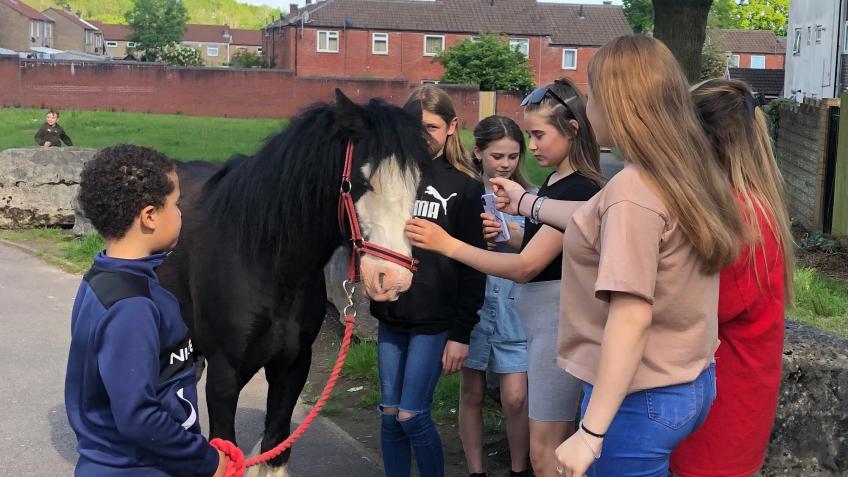The healthy horse project