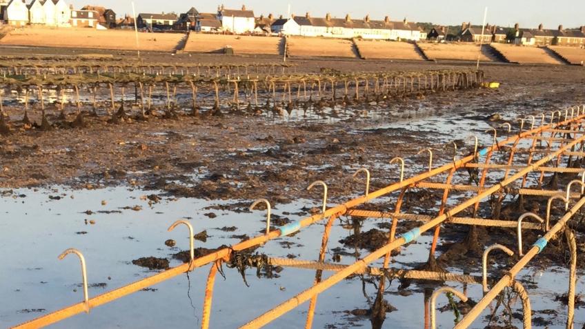 Save Whitstable Beach