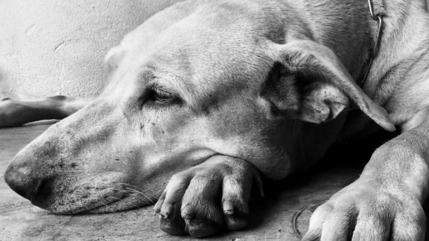 Refuge4Pets Emergency Vet Treatment Appeal