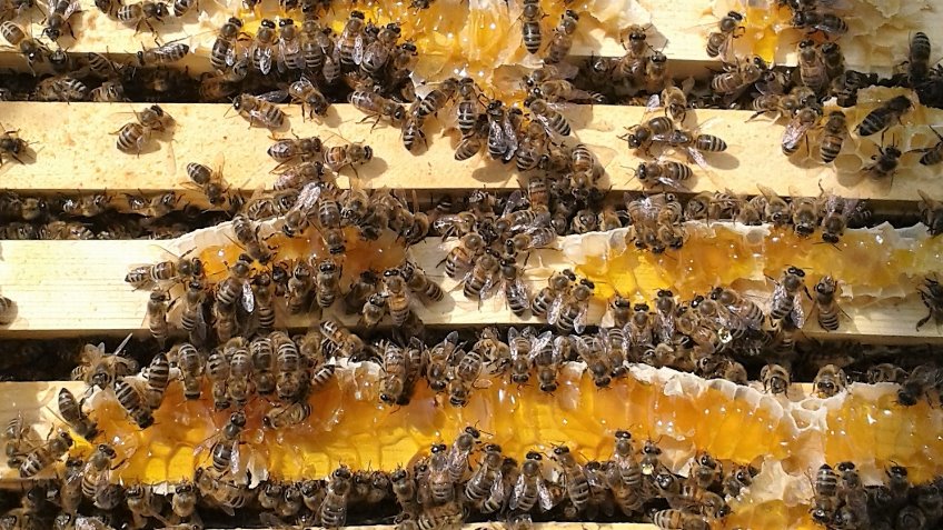Beeshack investing in our honey bees