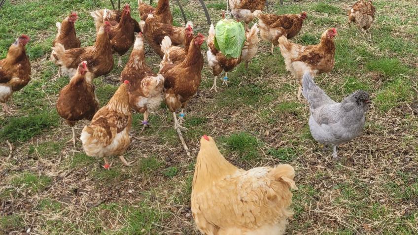 Improve our village smallholding