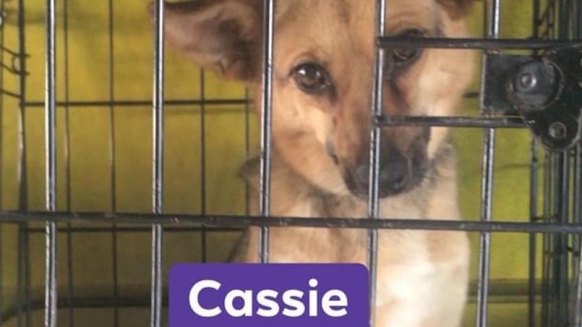 Private dog shelters near hot sale me