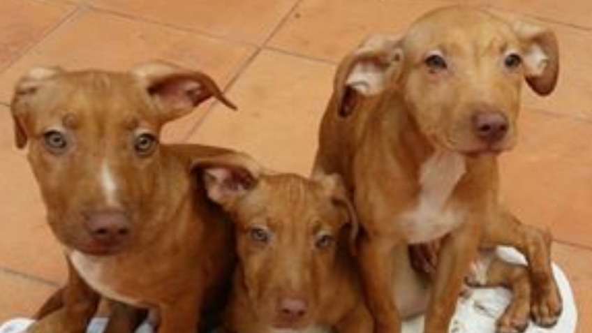 Find these 3 adorable cirneco's puppies a new home