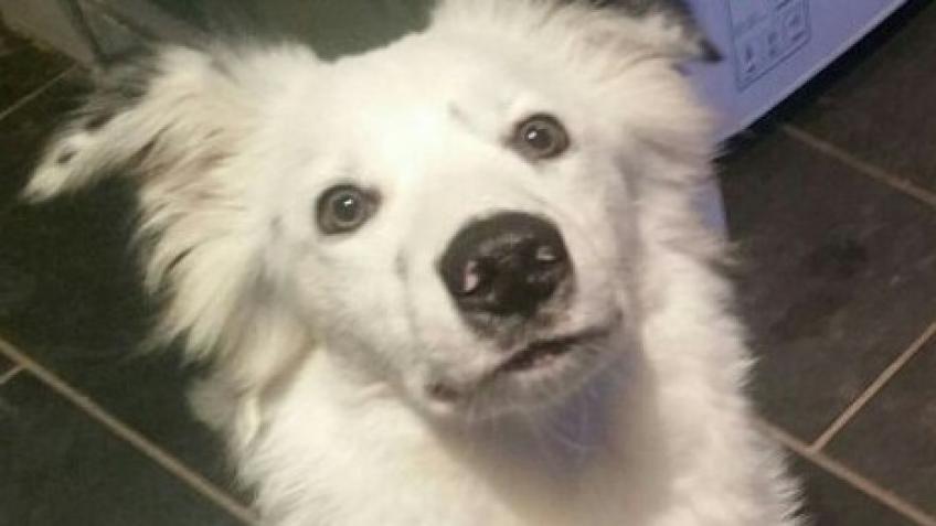 Ghost needs an operation after a car accident!