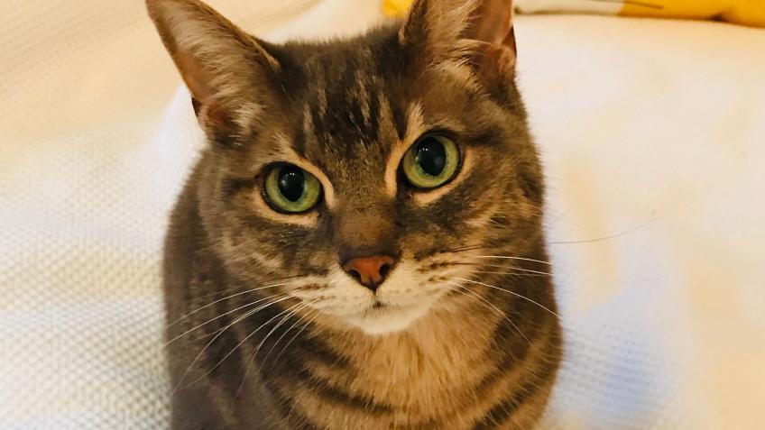 Help Clementine to get better