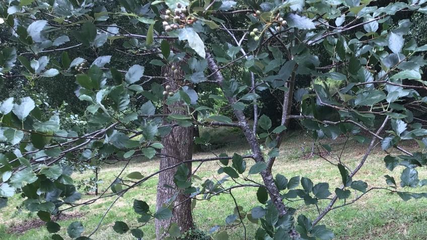 Devon Whitebeam Conservation Project