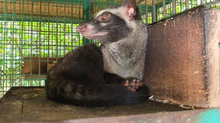 Civet Research Project