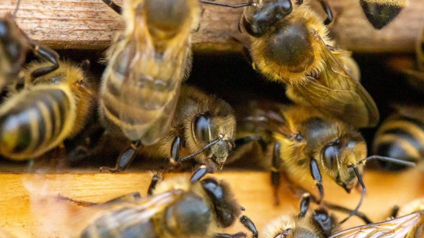 The Scillonian Bee Project