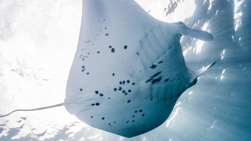 Maamunagau Manta Research