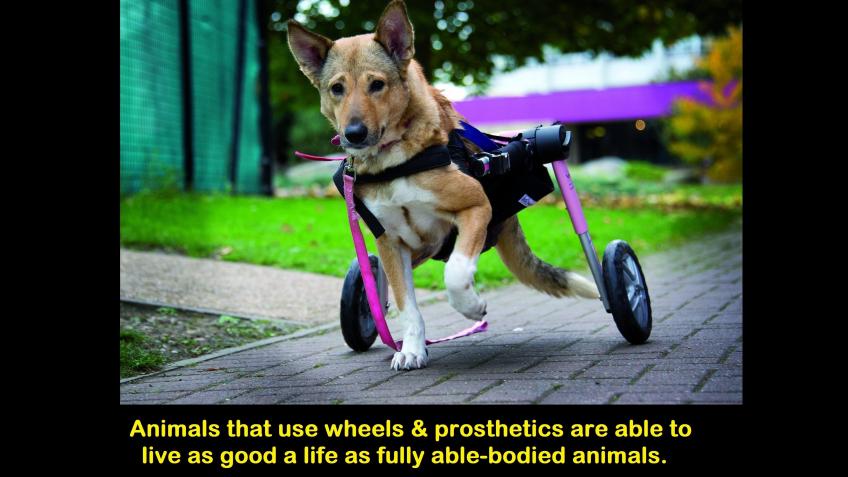 Help Build The UKs 1st Centre For Disabled Animals