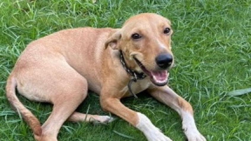Help Aaron and Floppy get freedom flight to Canada