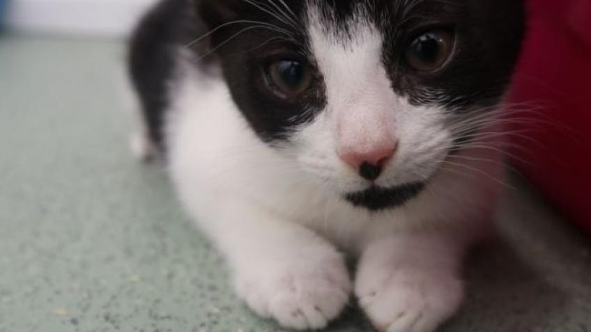 Animal welfare in East London - RSPCA London East