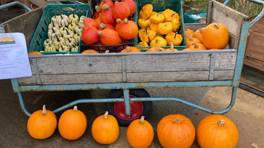 Sustaining Community at Oxford City Farm
