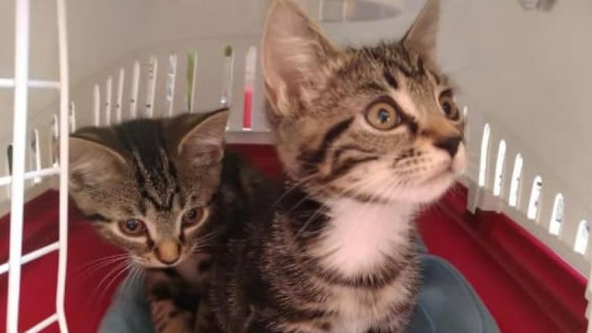 Veterinary Help Scheme