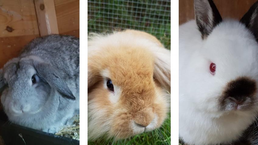 Care for Grace, Thumper & Arlo.