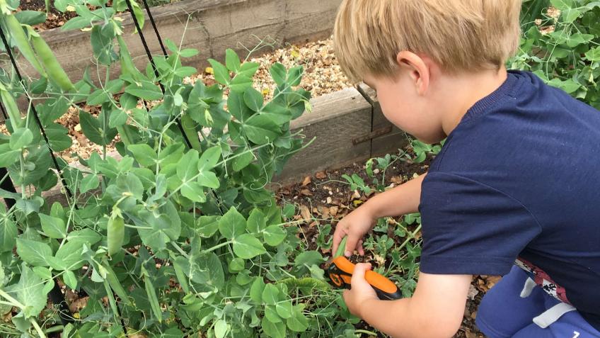 School veg growing and composting project