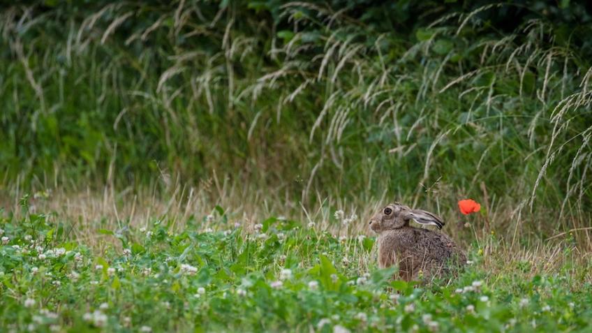 WildEast - people powered nature recovery at scale