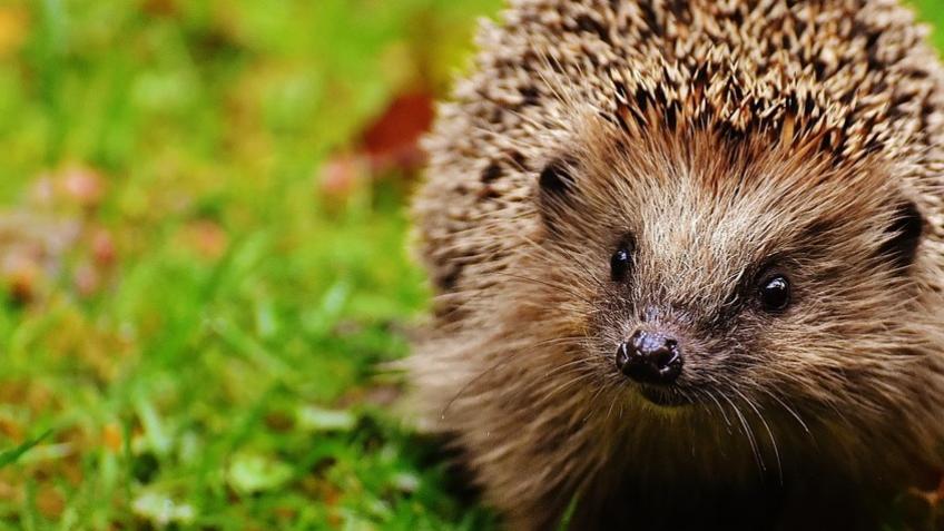 Raise money for hedgehogs
