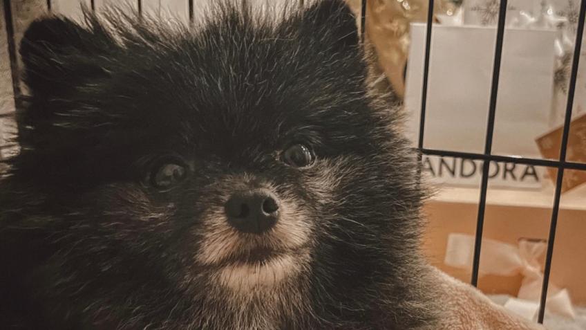 Help Echo’s Recovery!