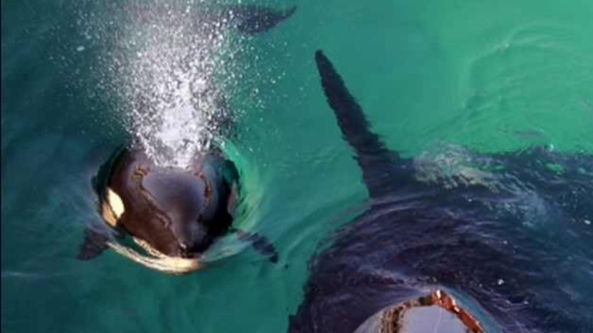 Help Chris swim with Killer Whales and Humpbacks