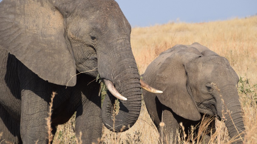STOP ELEPHANT POACHING IN SOUTHERN TANZANIA