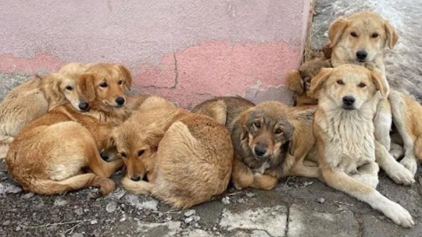 Help Street Cats And Dogs